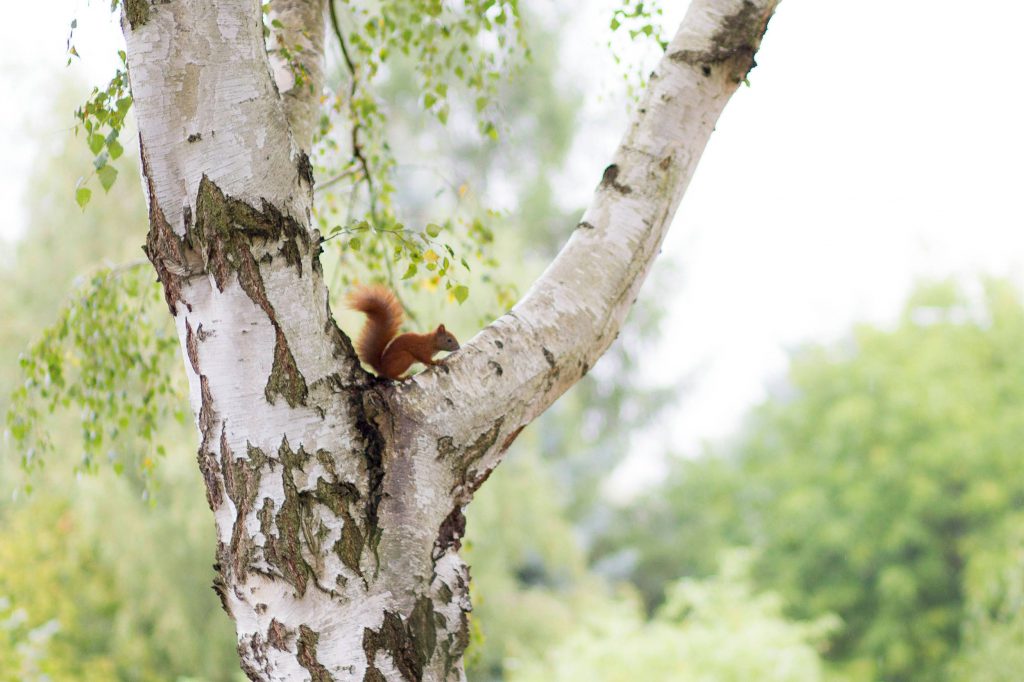 Eichhörnchen Birke