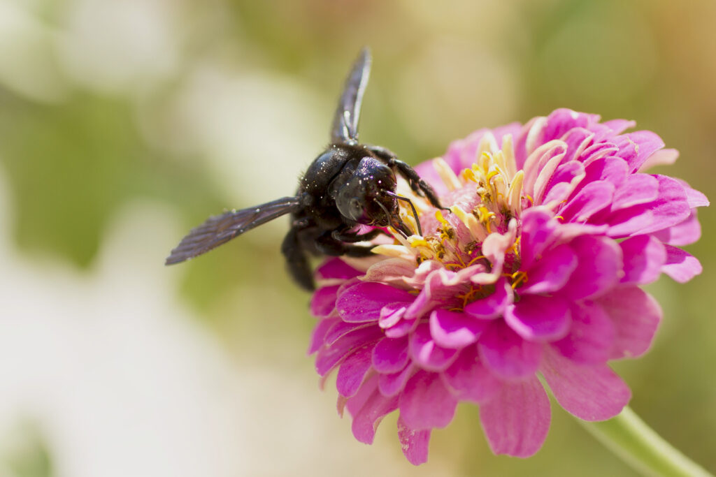 Holzbiene Xylocopa